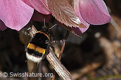 Dunkle Erdhummel (Bombus terrestris) an Östliche Nieswurz (Helleborus orientalis) (20.03.2025, C320840)