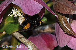Bombus terrestris on Helleborus orientalis (C320842) Bombus terrestris on Helleborus orientalis (C320842)
