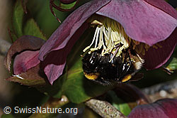 Bombus terrestris on Helleborus orientalis (C320843) Bombus terrestris on Helleborus orientalis (C320843)