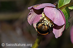 Bombus terrestris on Helleborus orientalis (C320848) Bombus terrestris on Helleborus orientalis (C320848)