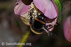 Bombus terrestris on Helleborus orientalis (C320851) Bombus terrestris on Helleborus orientalis (C320851)