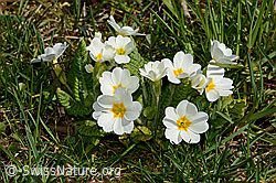 Stängellose Schlüsselblume (Primula acaulis) (C320855) Stängellose Schlüsselblume (Primula acaulis) (C320855)