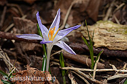 Frühlings-Krokus (Crocus albiflorus) (C320860) Frühlings-Krokus (Crocus albiflorus) (C320860)