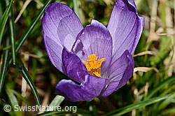 Frühlings-Krokus (Crocus albiflorus) (C320878) Frühlings-Krokus (Crocus albiflorus) (C320878)