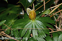 Photo: Eranthis hyemalis