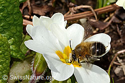 Frühlings-Pelzbiene (Anthophora plumipes) an Stängellose Schlüsselblume (Primula acaulis) (C320927) Frühlings-Pelzbiene (Anthophora plumipes) an Stängellose Schlüsselblume (Primula acaulis) (C320927)