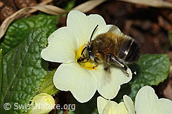 Frühlings-Pelzbiene (Anthophora plumipes) an Stängellose Schlüsselblume (Primula acaulis) (C320929) Frühlings-Pelzbiene (Anthophora plumipes) an Stängellose Schlüsselblume (Primula acaulis) (C320929)