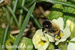 Frühlings-Pelzbiene (Anthophora plumipes) an Stängellose Schlüsselblume (Primula acaulis) (C320930) Frühlings-Pelzbiene (Anthophora plumipes) an Stängellose Schlüsselblume (Primula acaulis) (C320930)
