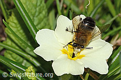 Frühlings-Pelzbiene (Anthophora plumipes) an Stängellose Schlüsselblume (Primula acaulis) (C320932) Frühlings-Pelzbiene (Anthophora plumipes) an Stängellose Schlüsselblume (Primula acaulis) (C320932)