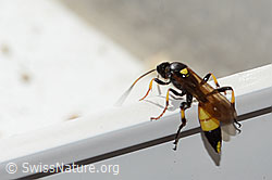 Neu in SwissNature.org: Ichneumon stramentor (Schlupfwespe)