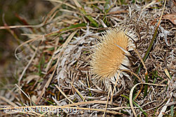 Silberdistel (Carlina acaulis ssp. caulescens) (C320976)