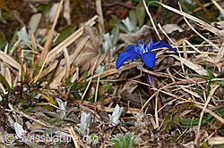 Gentiana verna (C320977)