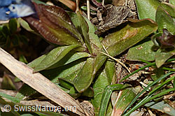 Gentiana verna (C320990)