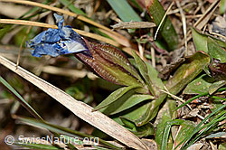 Gentiana verna (C320991)