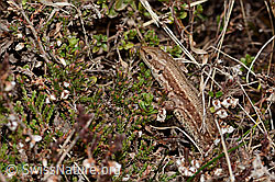 Waldeidechse (Zootoca vivipara) (C321081) Waldeidechse (Zootoca vivipara) (C321081)