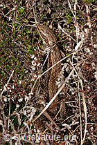 Waldeidechse (Zootoca vivipara) (C321082) Waldeidechse (Zootoca vivipara) (C321082)