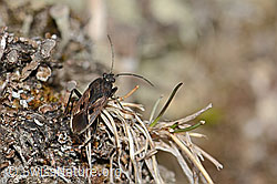 Rhyparochromus pini (Wanze) (C321101) Rhyparochromus pini (Wanze) (C321101)