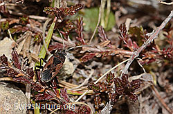Rhyparochromus pini (Wanze) (C321117) Rhyparochromus pini (Wanze) (C321117)