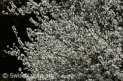 Schwarzdorn (Prunus spinosa) (C323014) Schwarzdorn (Prunus spinosa) (C323014)
