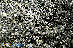 Schwarzdorn (Prunus spinosa) (C323015) Schwarzdorn (Prunus spinosa) (C323015)