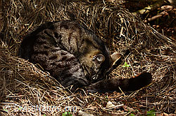 Hauskatze (C323016)