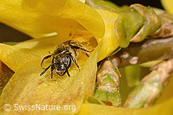 C323020: Gewöhnliche Schmalbiene (Lasioglossum calceatum) an Forsythie (Forsythia)