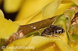 C323023: Gewöhnliche Schmalbiene (Lasioglossum calceatum) an Forsythie (Forsythia)