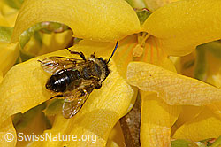 Glänzende Düstersandbiene (Andrena nitida) an Forsythie (Forsythia) (C323026) Glänzende Düstersandbiene (Andrena nitida) an Forsythie (Forsythia) (C323026)