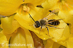 Forsythie (Forsythia)