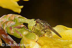 Forsythie (Forsythia)