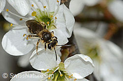 Foto: Rotschopfige Sandbiene (Andrena haemorrhoa) an Schwarzdorn (Prunus spinosa)