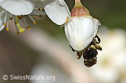 Foto: Rotschopfige Sandbiene (Andrena haemorrhoa) an Schwarzdorn (Prunus spinosa)
