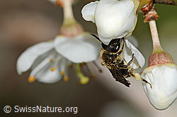 Foto: Rotschopfige Sandbiene (Andrena haemorrhoa) an Schwarzdorn (Prunus spinosa)