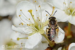 C323073: Gewöhnliche Schmalbiene (Lasioglossum calceatum) an Schwarzdorn (Prunus spinosa)