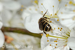 C323105: Gewöhnliche Schmalbiene (Lasioglossum calceatum) an Schwarzdorn (Prunus spinosa)