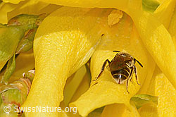 C323115: Gewöhnliche Schmalbiene (Lasioglossum calceatum) an Forsythie (Forsythia)