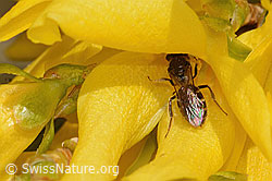 C323116: Gewöhnliche Schmalbiene (Lasioglossum calceatum) an Forsythie (Forsythia)
