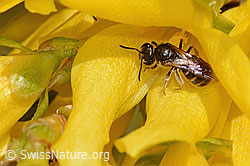 C323118: Gewöhnliche Schmalbiene (Lasioglossum calceatum) an Forsythie (Forsythia)