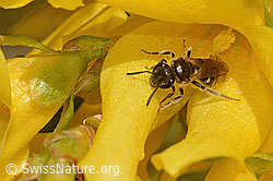 C323119: Gewöhnliche Schmalbiene (Lasioglossum calceatum) an Forsythie (Forsythia)