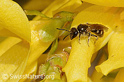 C323123: Gewöhnliche Schmalbiene (Lasioglossum calceatum) an Forsythie (Forsythia)