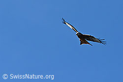 Milvus milvus (C323187)