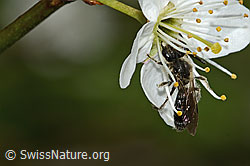 Foto: Gewöhnliche Zwergsandbiene (Andrena minutula) an Schwarzdorn (Prunus spinosa)