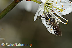 Foto: Gewöhnliche Zwergsandbiene (Andrena minutula) an Schwarzdorn (Prunus spinosa)