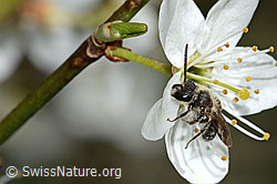 Foto: Gewöhnliche Zwergsandbiene (Andrena minutula) an Schwarzdorn (Prunus spinosa)