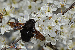 Neu in SwissNature.org: Blauschwarze Holzbiene (Xylocopa violacea) an Schwarzdorn (Prunus spinosa)