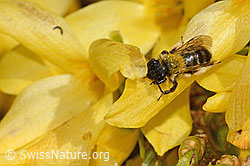C323220: Zweifarbige Sandbiene (Andrena bicolor) an Forsythie (Forsythia)