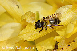 C323223: Zweifarbige Sandbiene (Andrena bicolor) an Forsythie (Forsythia)