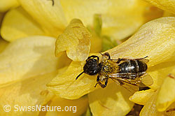 C323224: Zweifarbige Sandbiene (Andrena bicolor) an Forsythie (Forsythia)
