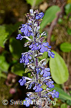 Kriechender Günsel (Ajuga reptans) (10.05.2025, C328924)