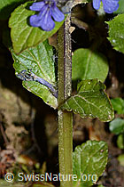 Ajuga reptans (C328926)
